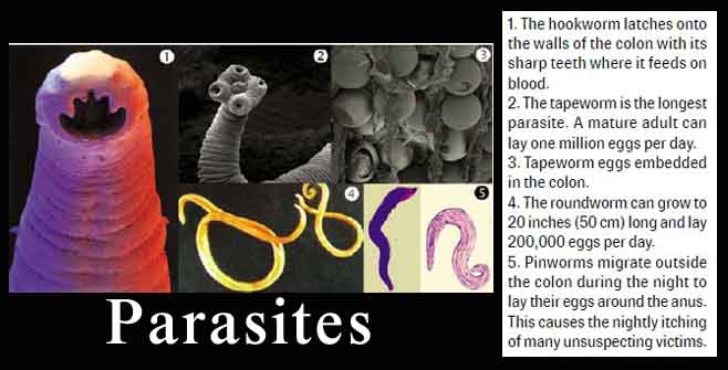 parasites